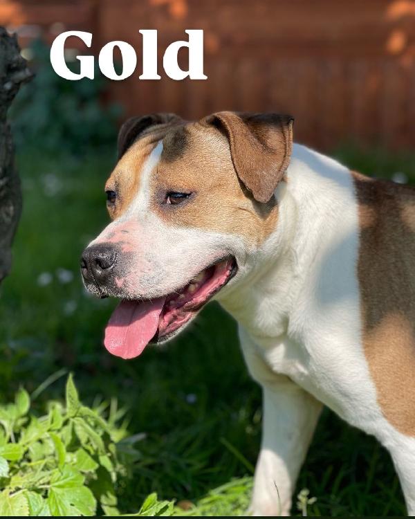 GOLD AMSTAFF Foto 2